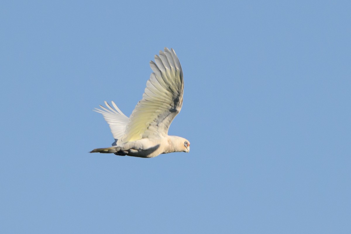 アカビタイムジオウム - ML646928331