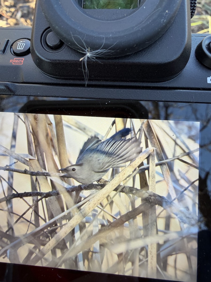 Gray Catbird - ML646928334