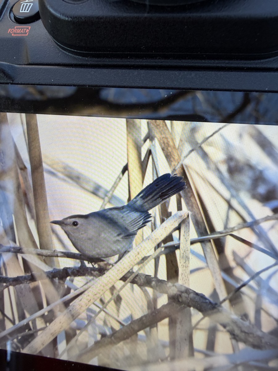 Gray Catbird - ML646928338