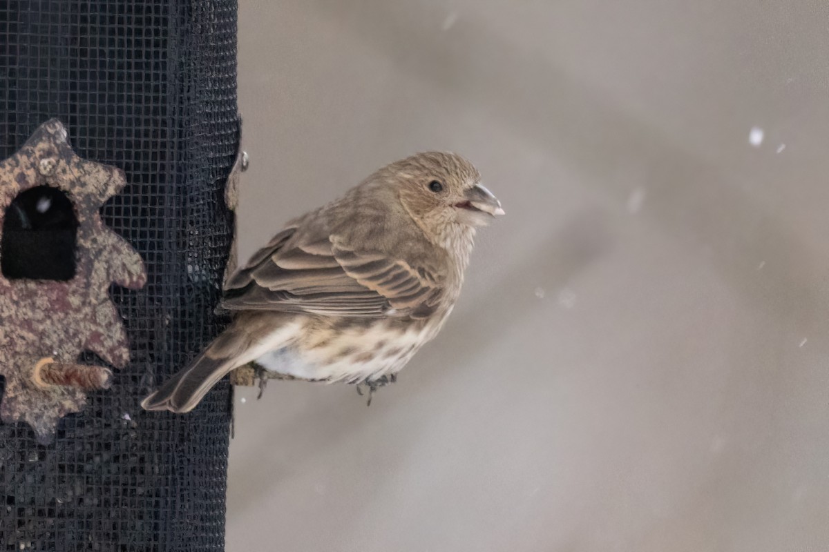 House x Purple Finch (hybrid) - ML646928345
