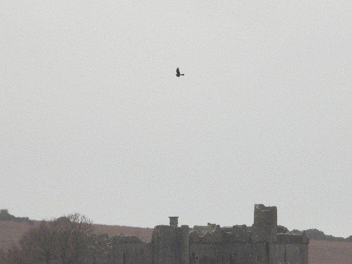 Busard pâle - ML646928355