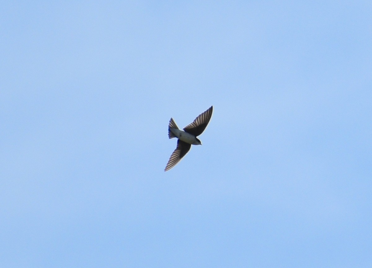 Tree Swallow - ML646928356