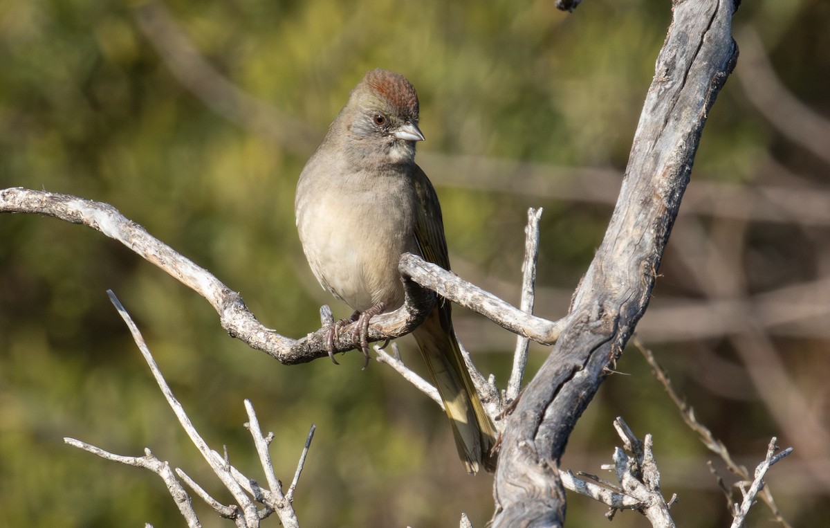 ミドリトウヒチョウ - ML646928357