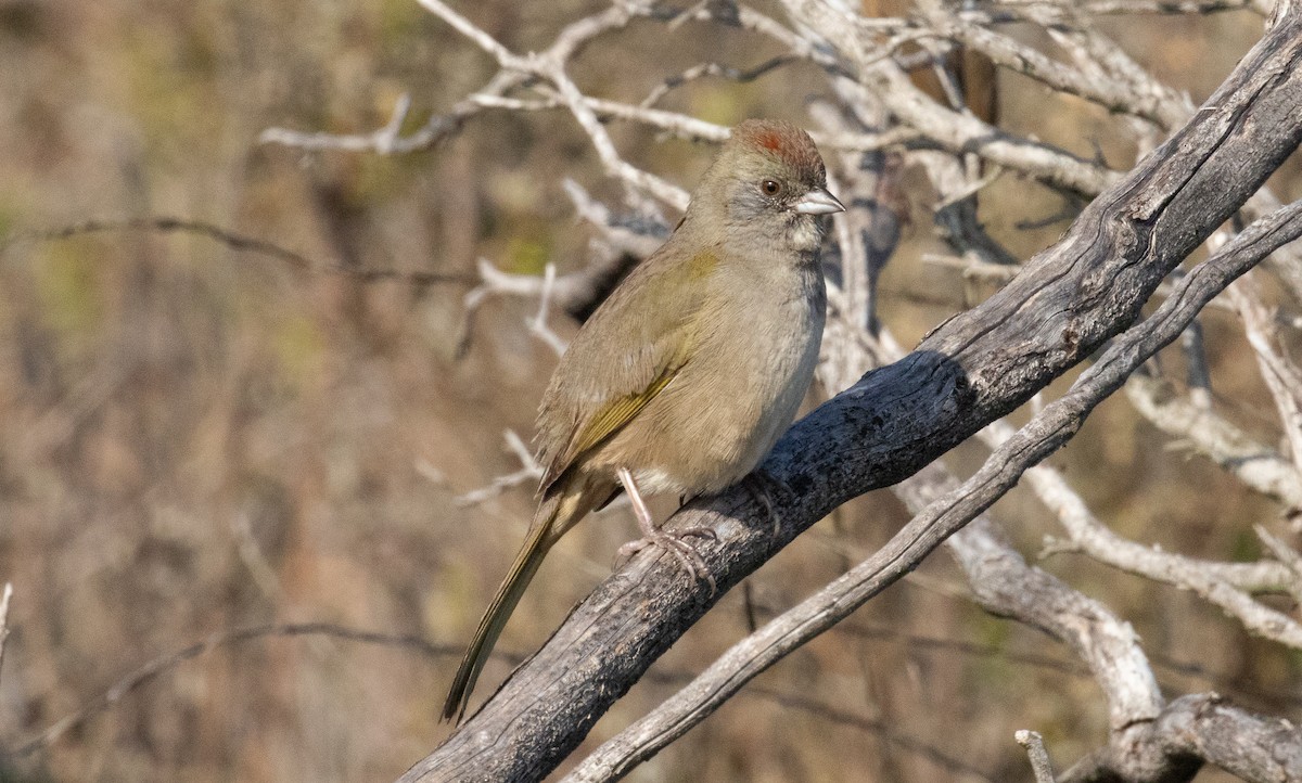 ミドリトウヒチョウ - ML646928358