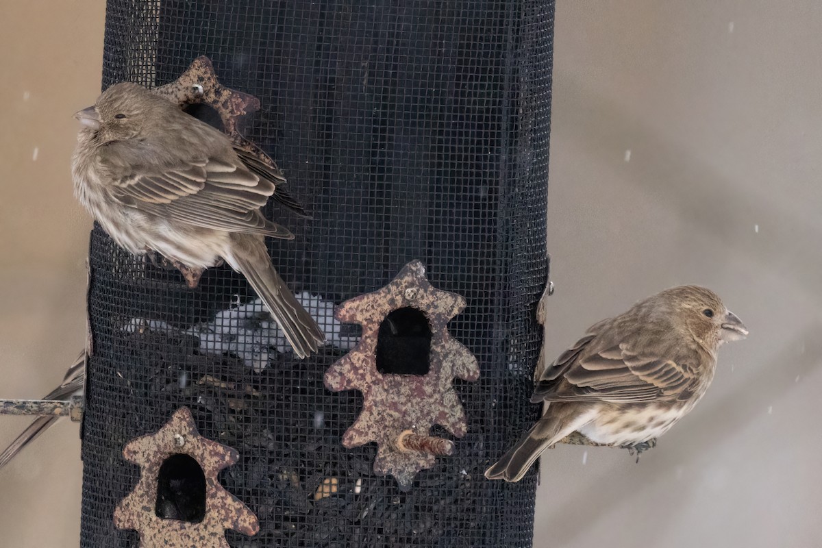 House x Purple Finch (hybrid) - ML646928359