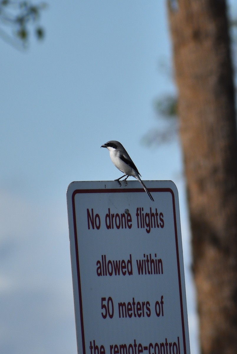 Loggerhead Shrike - ML646928360