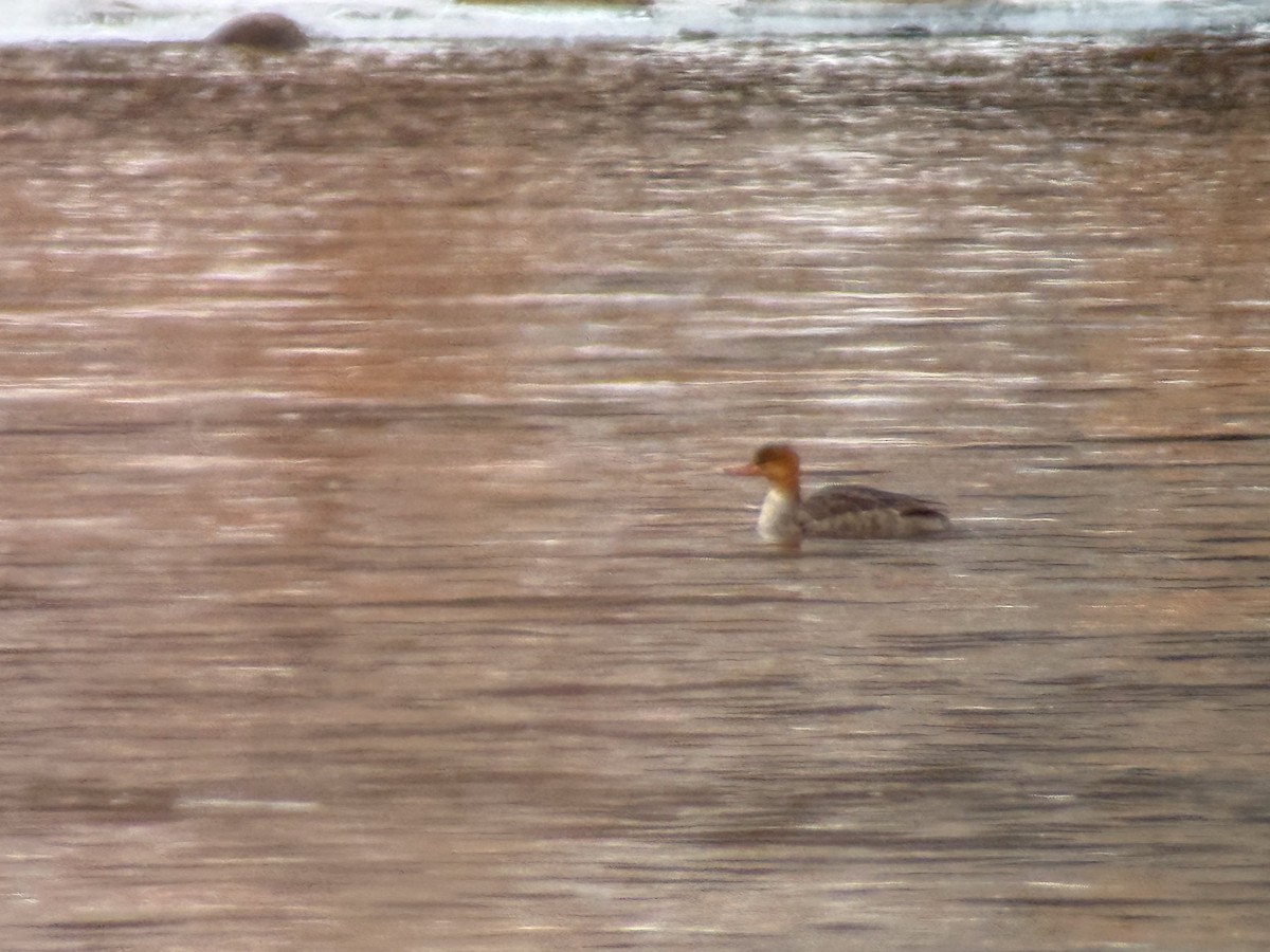 Zerra ertaina - ML646928363