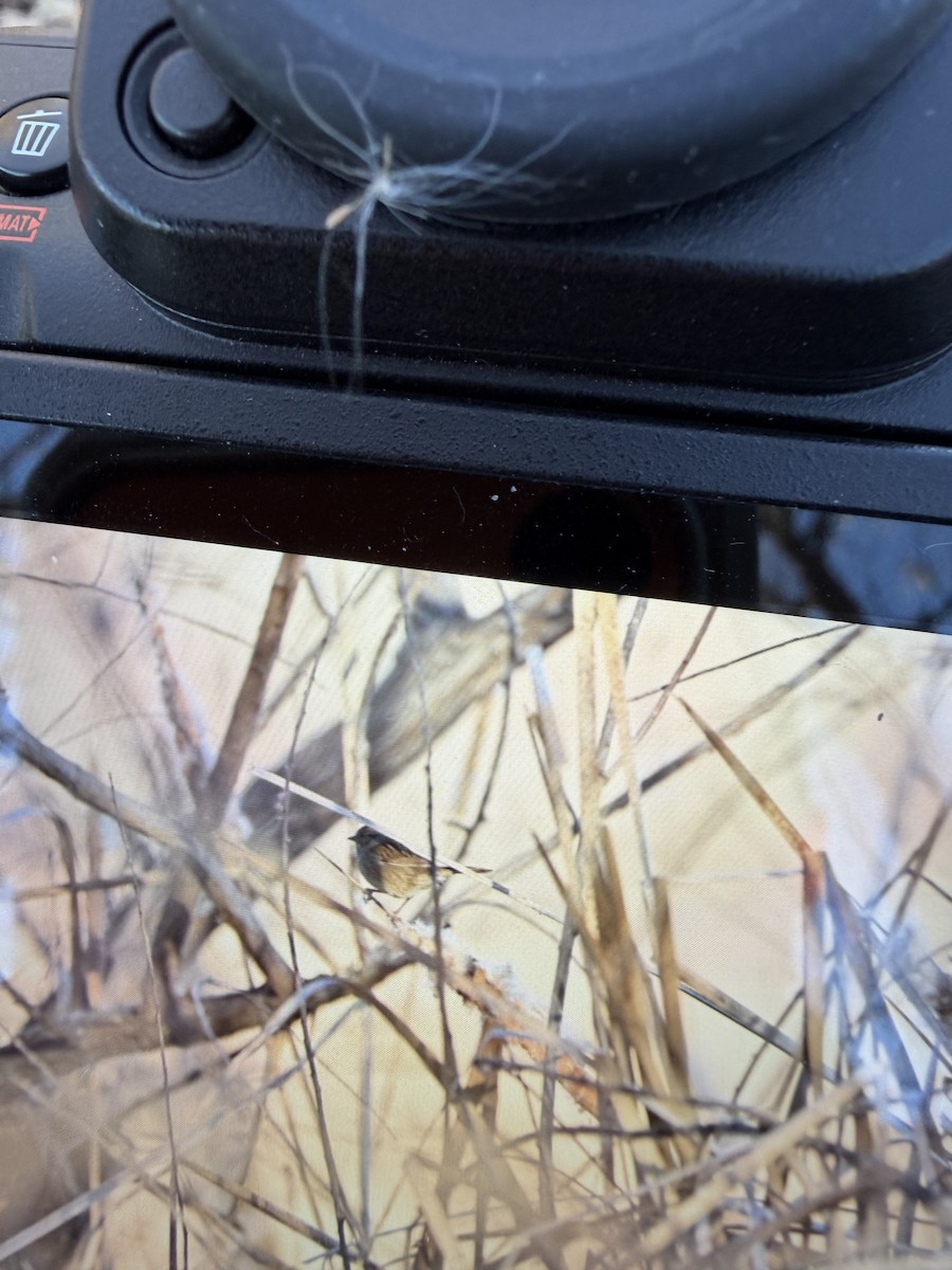 Swamp Sparrow - ML646928365