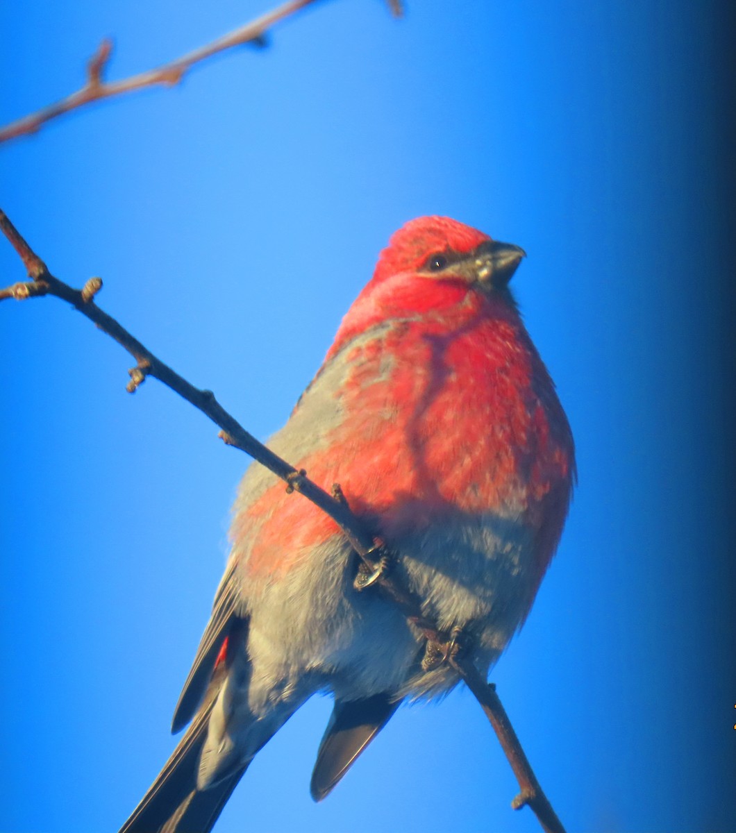 Pinu-gailupa - ML646928366