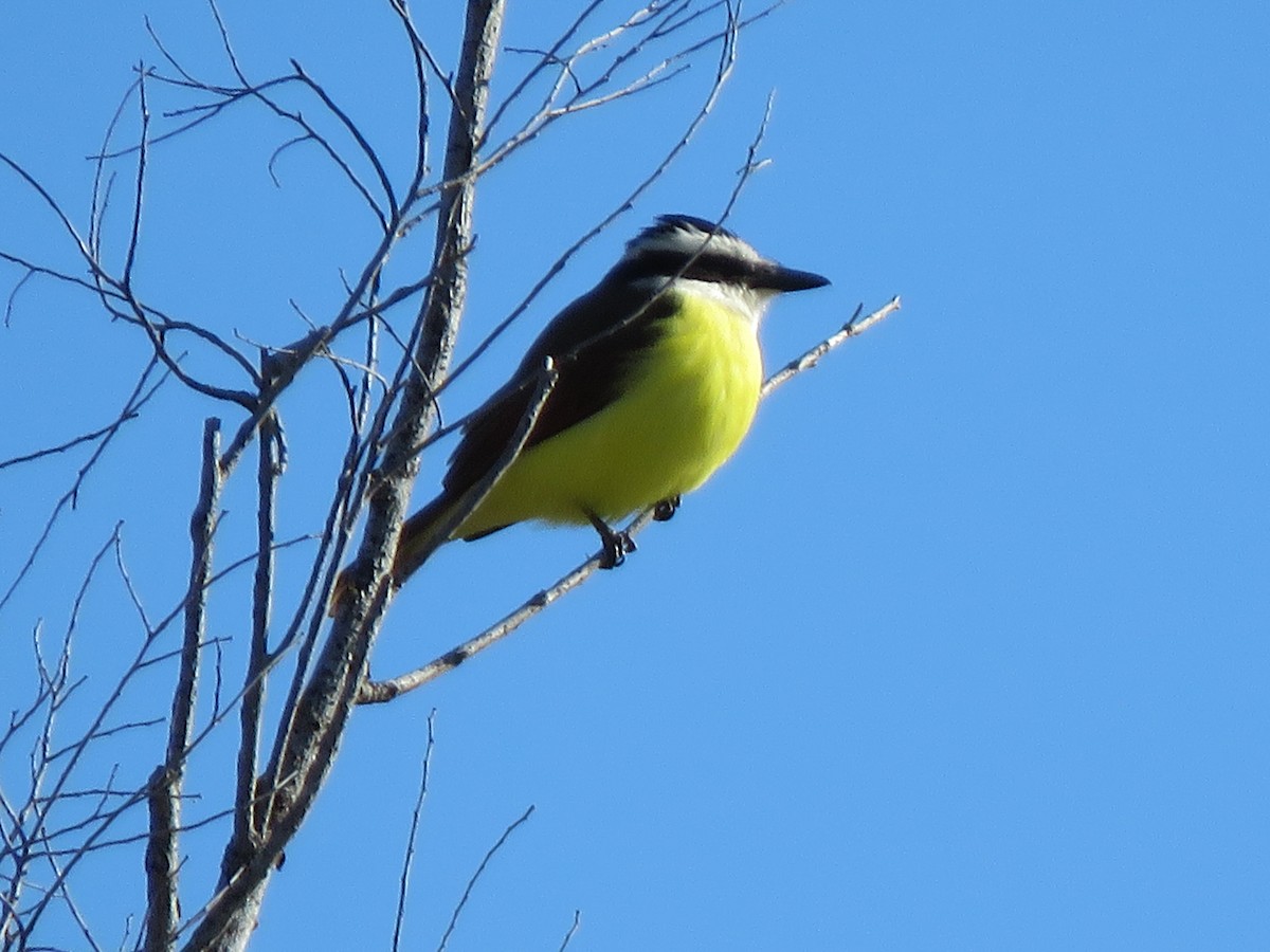 Great Kiskadee - ML646928371