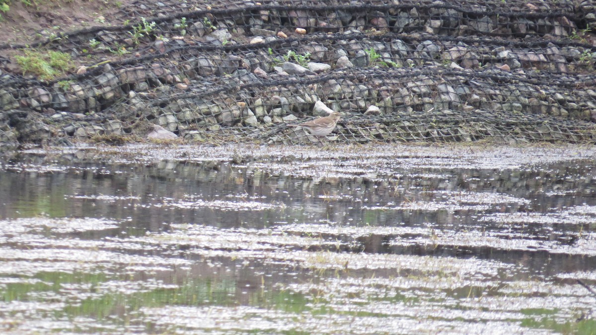 Bisbita Alpino - ML646928373