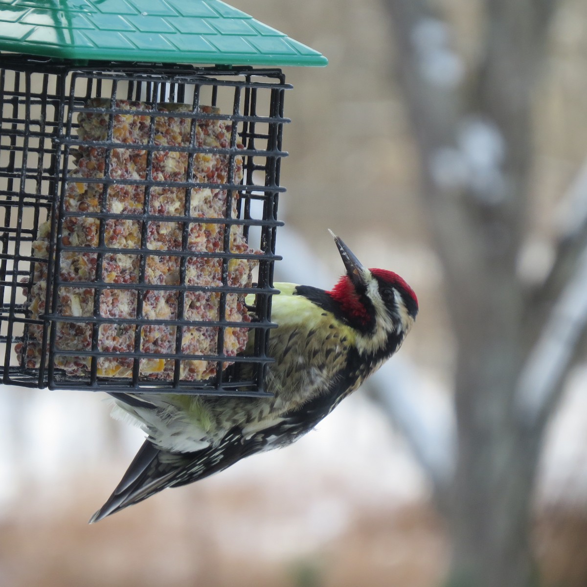נקר צהוב-בטן - ML646928374