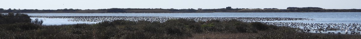 Попелюх американський - ML646928376