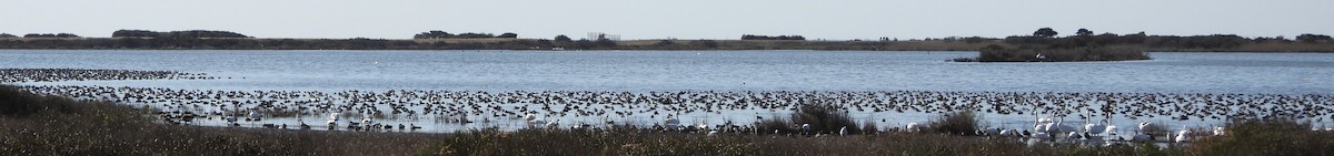 Попелюх американський - ML646928377