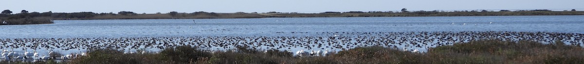 Попелюх американський - ML646928378