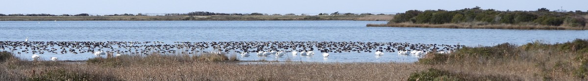 Попелюх американський - ML646928379