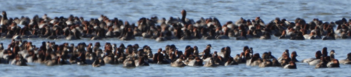 Попелюх американський - ML646928380