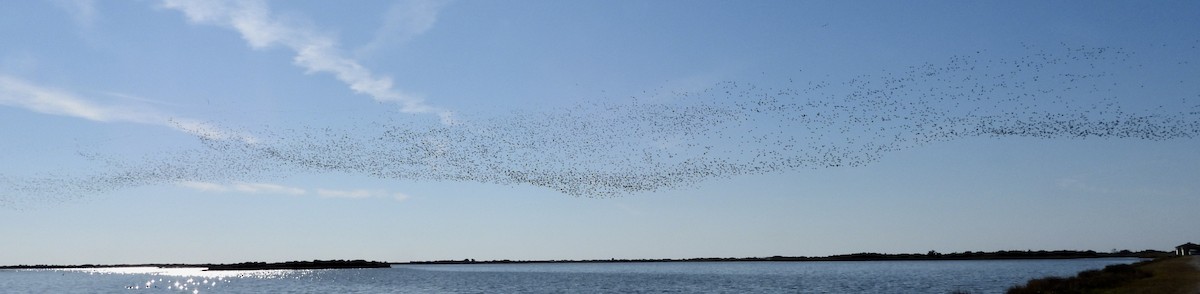 Попелюх американський - ML646928381