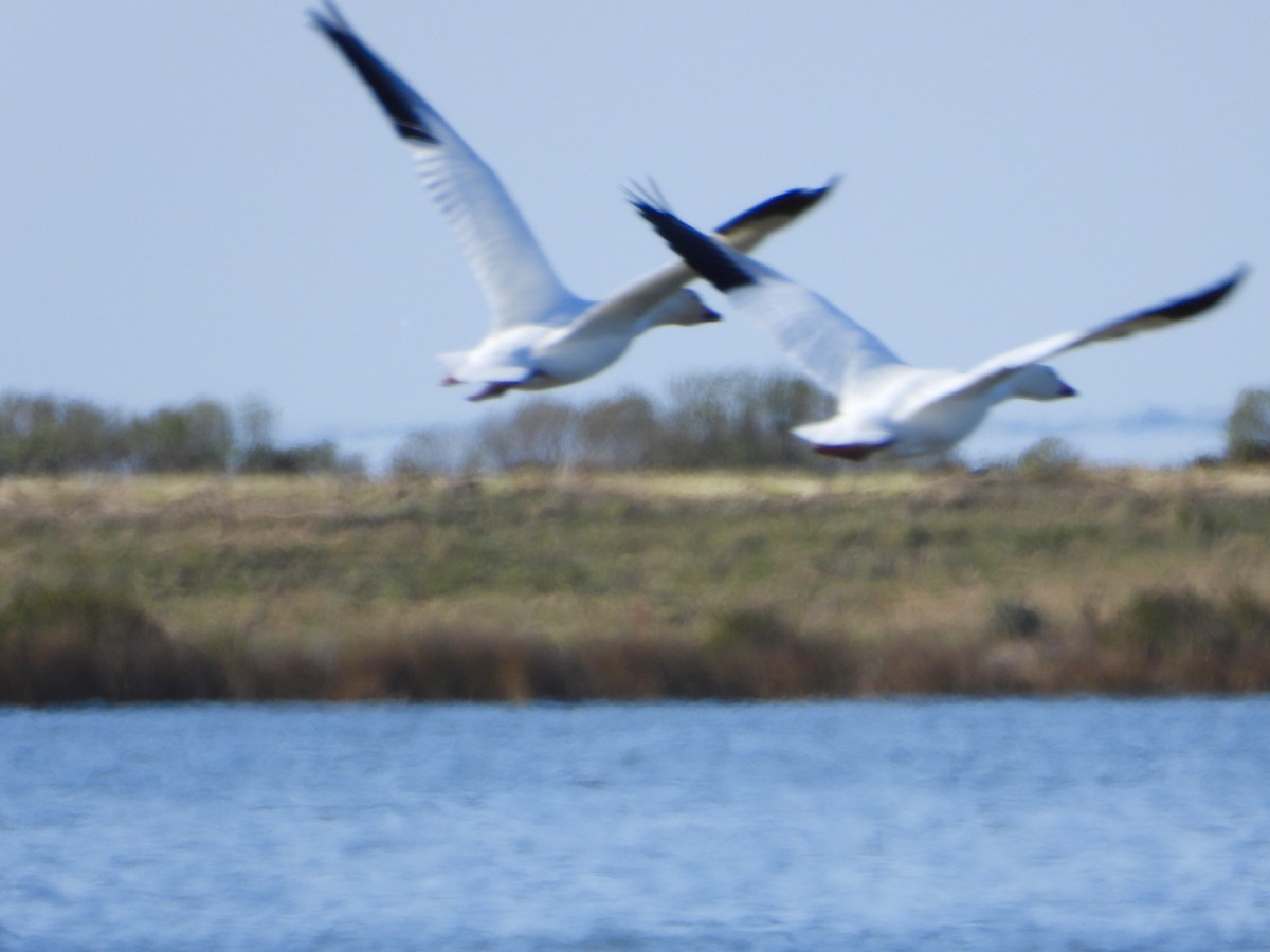 Гуска біла - ML646928382