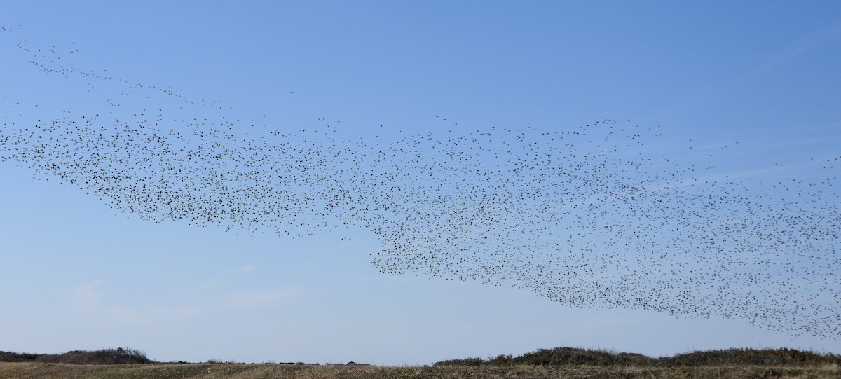 Попелюх американський - ML646928383