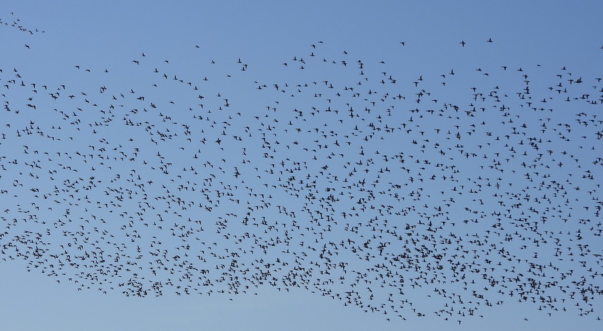 Попелюх американський - ML646928384