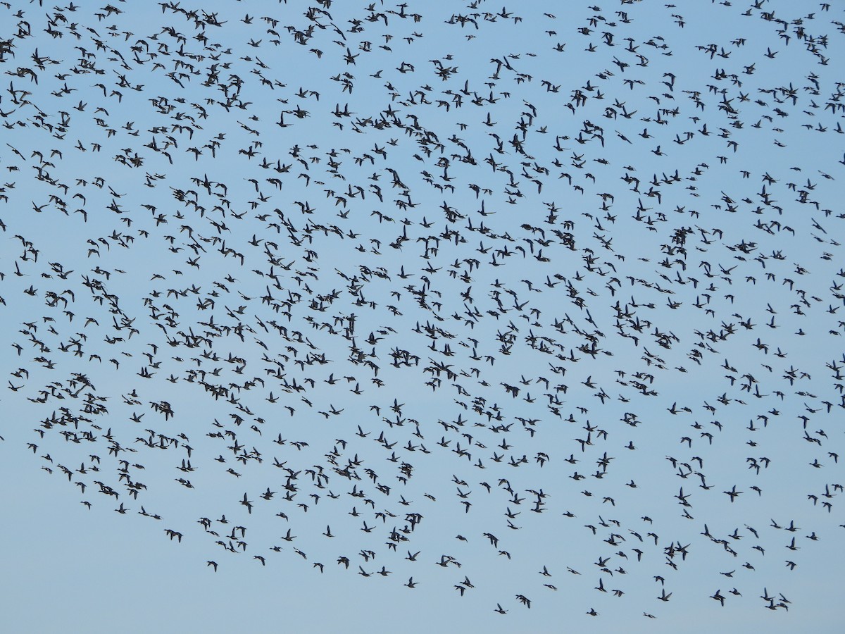 Попелюх американський - ML646928385