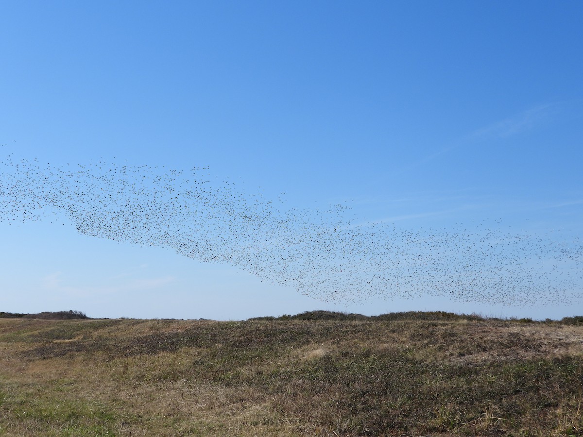 Попелюх американський - ML646928386