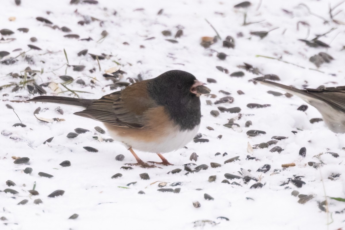 Dark-eyed Junco (Oregon) - ML646928388
