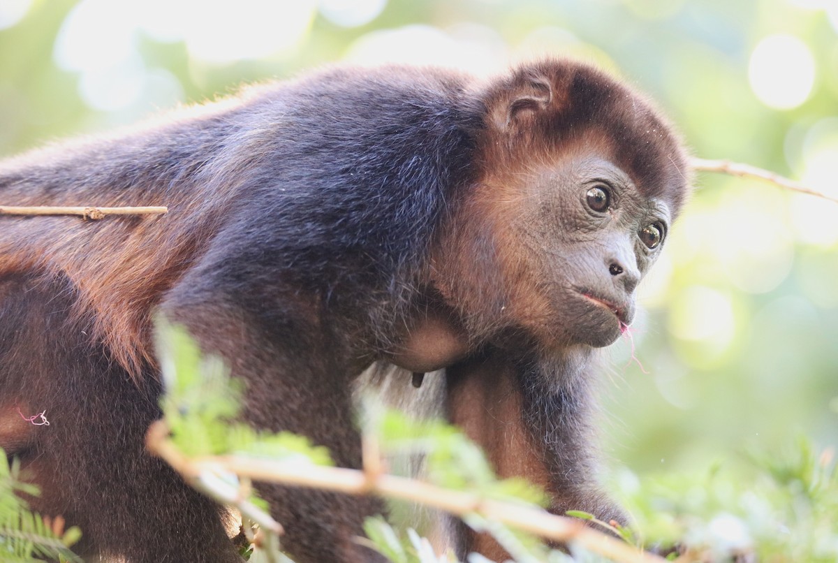 Mantled Howler Monkey - ML646928392