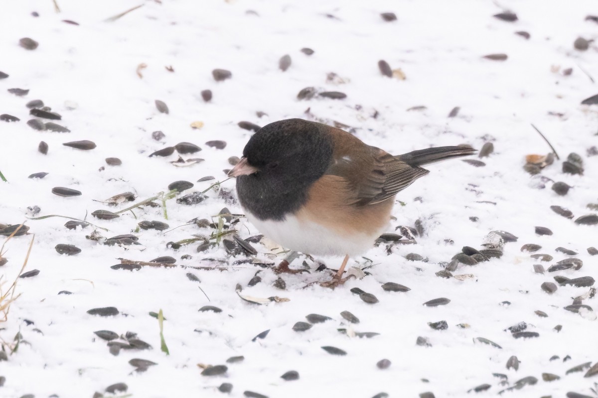 Dark-eyed Junco (Oregon) - ML646928400