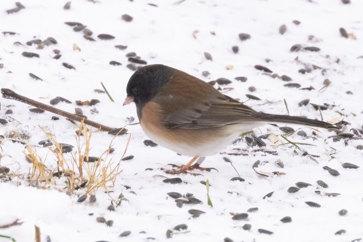 Dark-eyed Junco (Oregon) - ML646928401