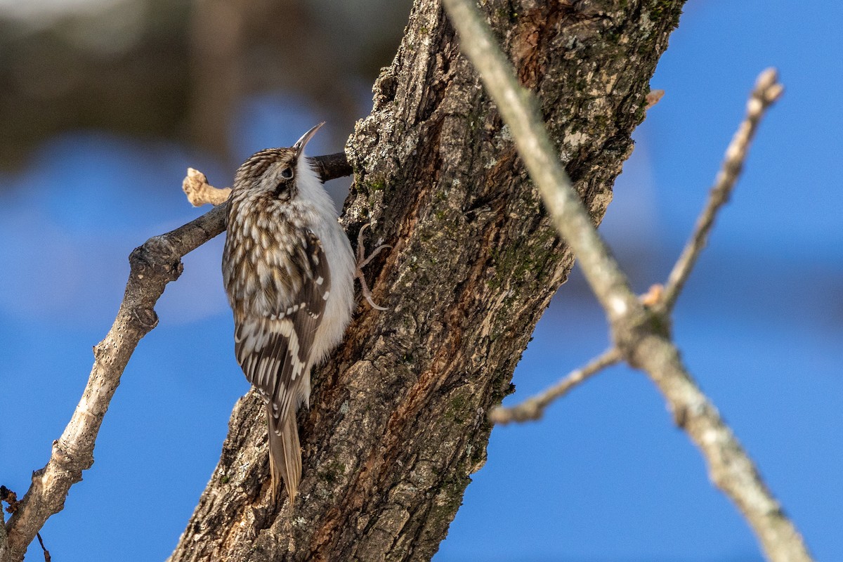 Grimpereau brun - ML646928403