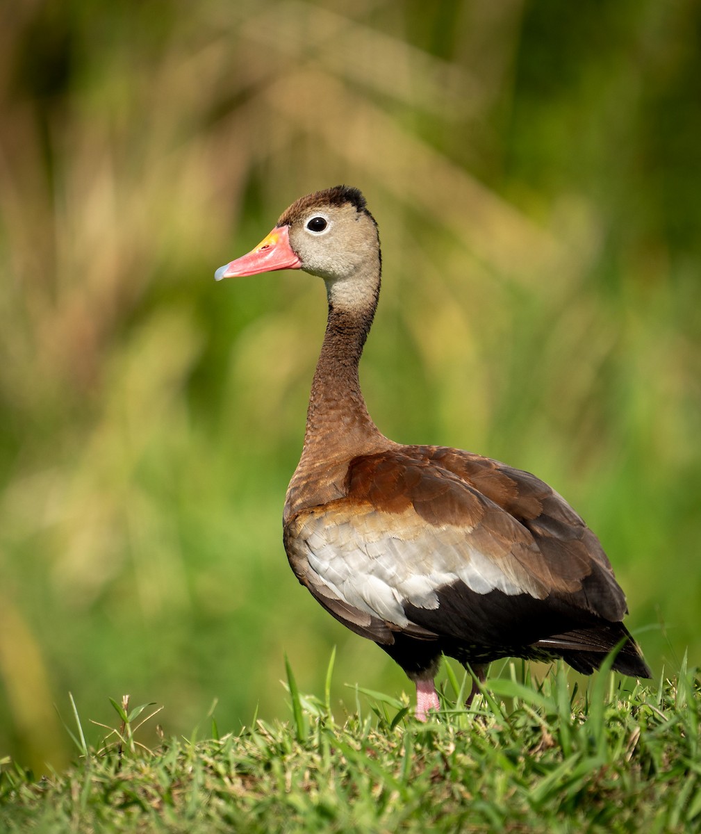 Black-bellied Whistling-Duck - ML646928417