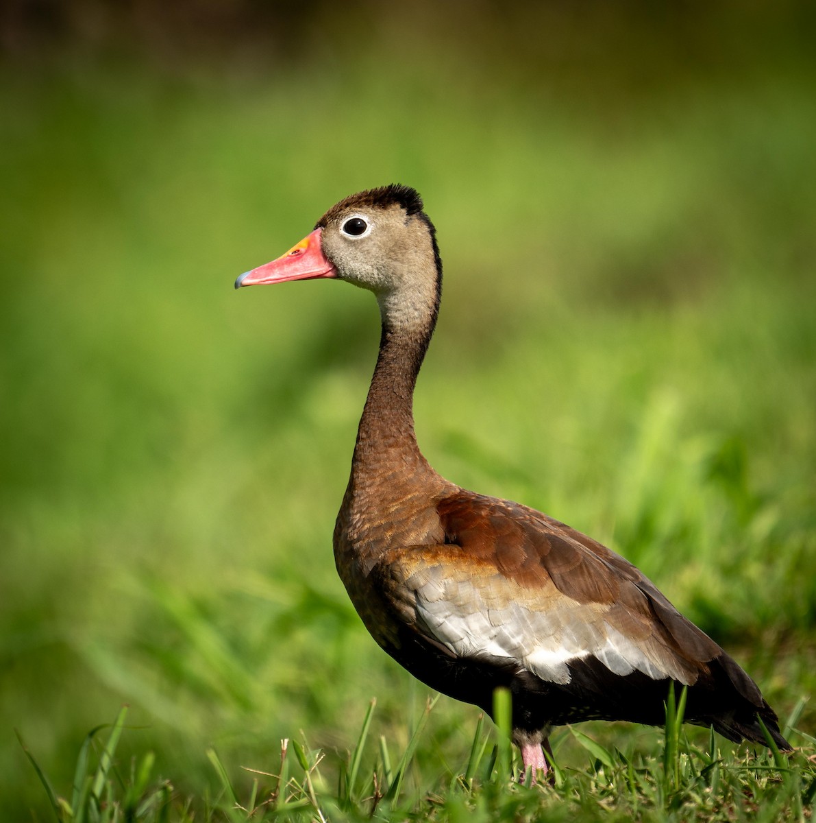 Black-bellied Whistling-Duck - ML646928419