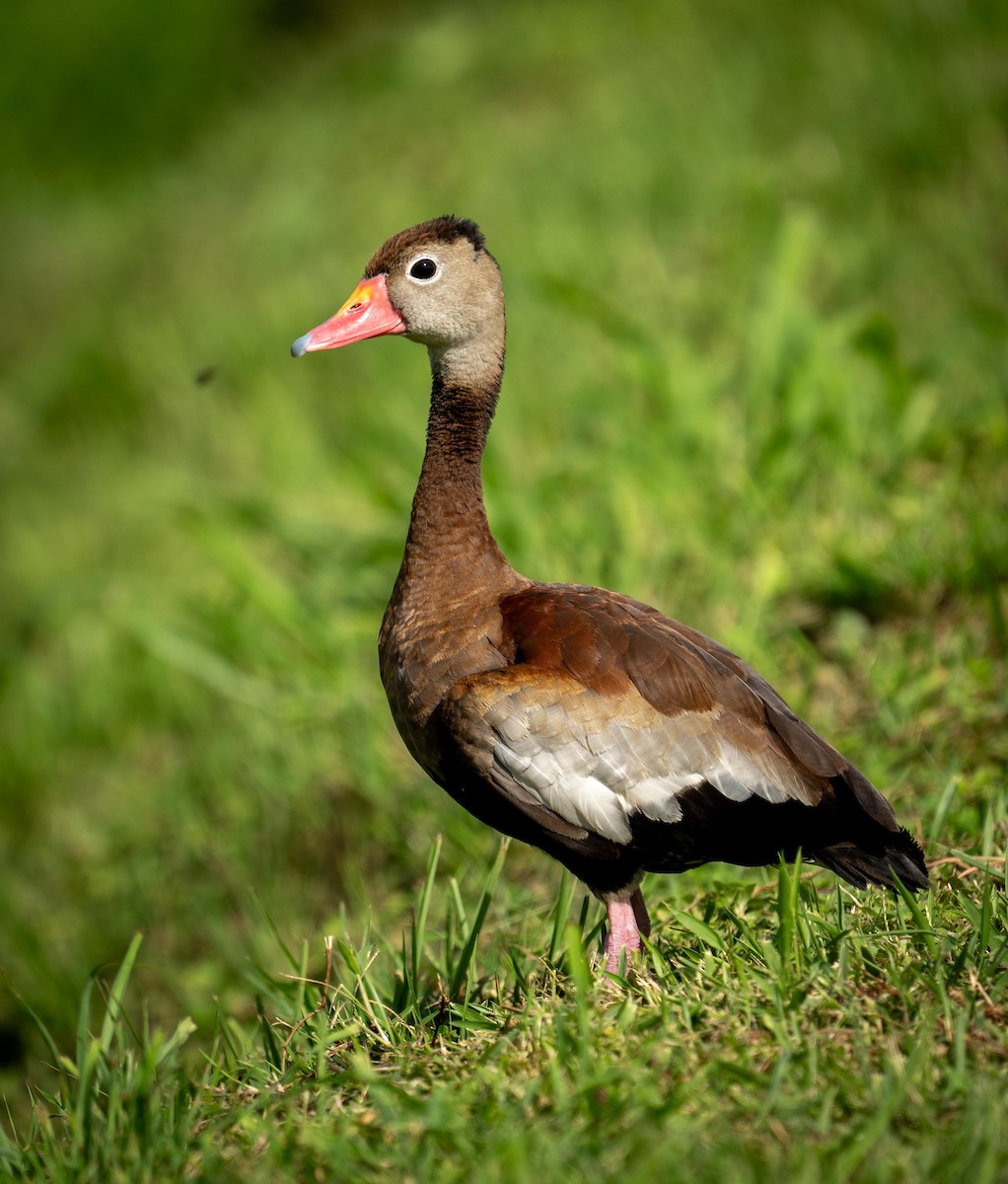 Black-bellied Whistling-Duck - ML646928420