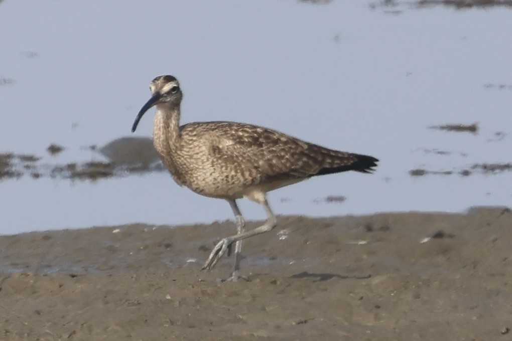 Amerika Sürmeli Kervançulluğu - ML646928423