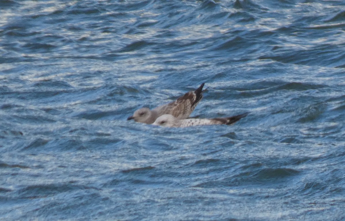 Gaviota Argéntea Americana - ML646928426