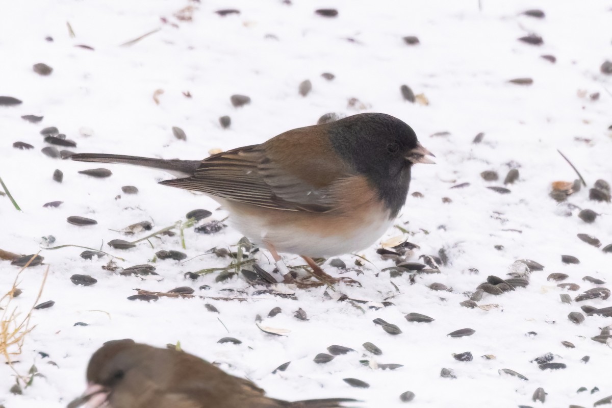 Dark-eyed Junco (Oregon) - ML646928429