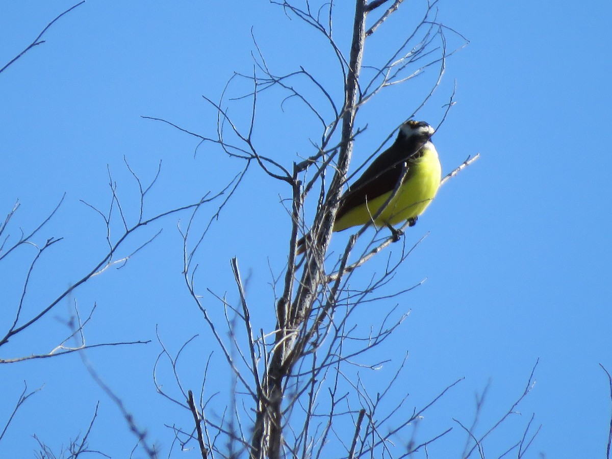 Great Kiskadee - ML646928431
