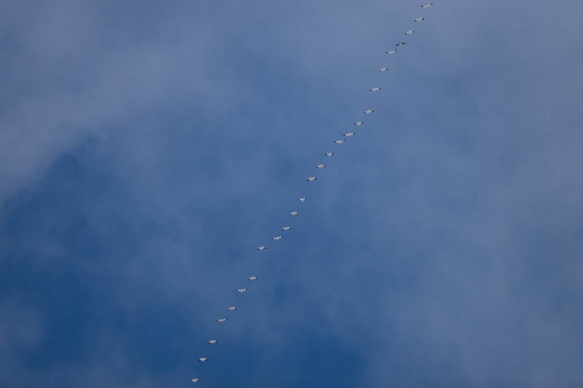 husa sněžní - ML646928432