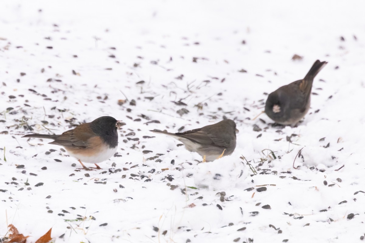 Dark-eyed Junco (Oregon) - ML646928433
