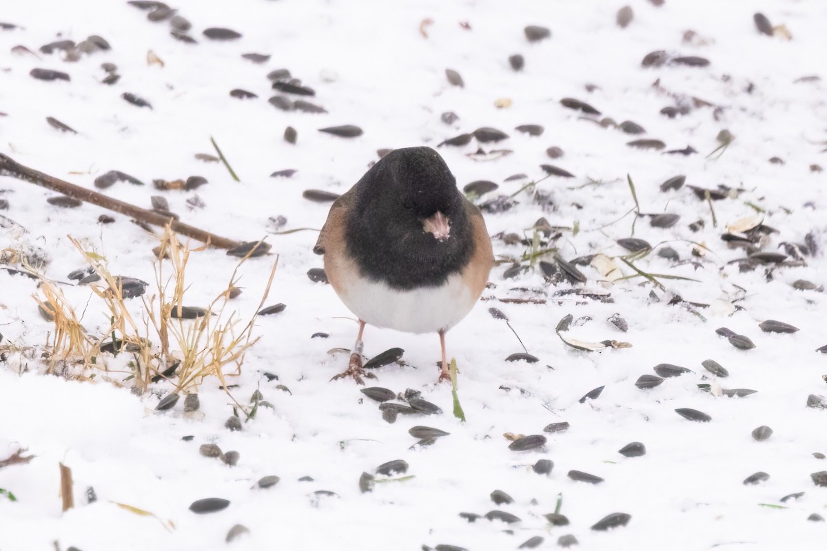 Dark-eyed Junco (Oregon) - ML646928435