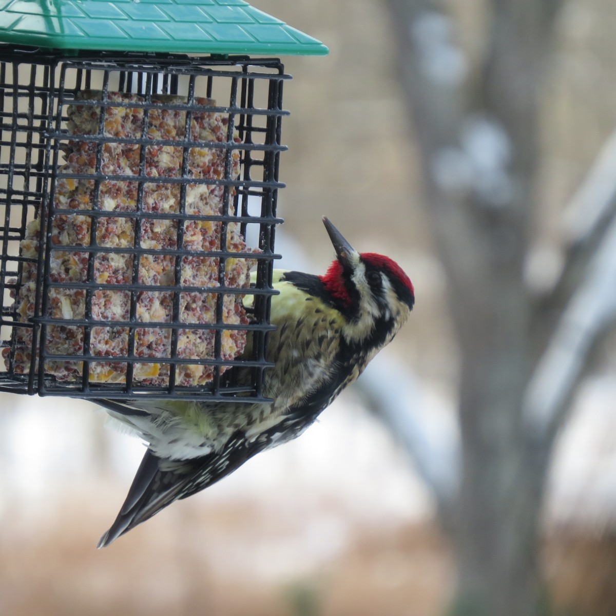 נקר צהוב-בטן - ML646928436