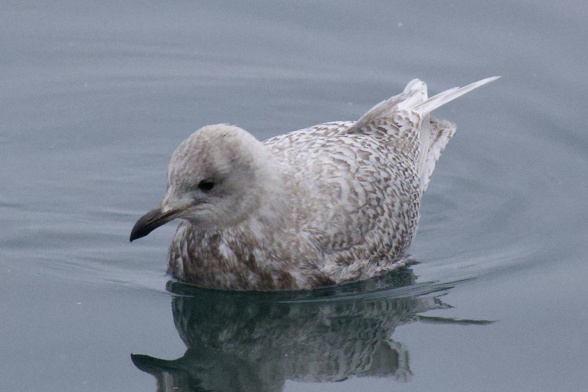 Iceland Gull (kumlieni) - ML646928437