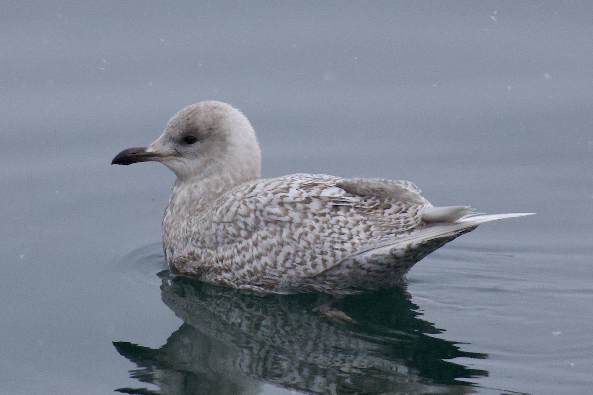 Iceland Gull (kumlieni) - ML646928438