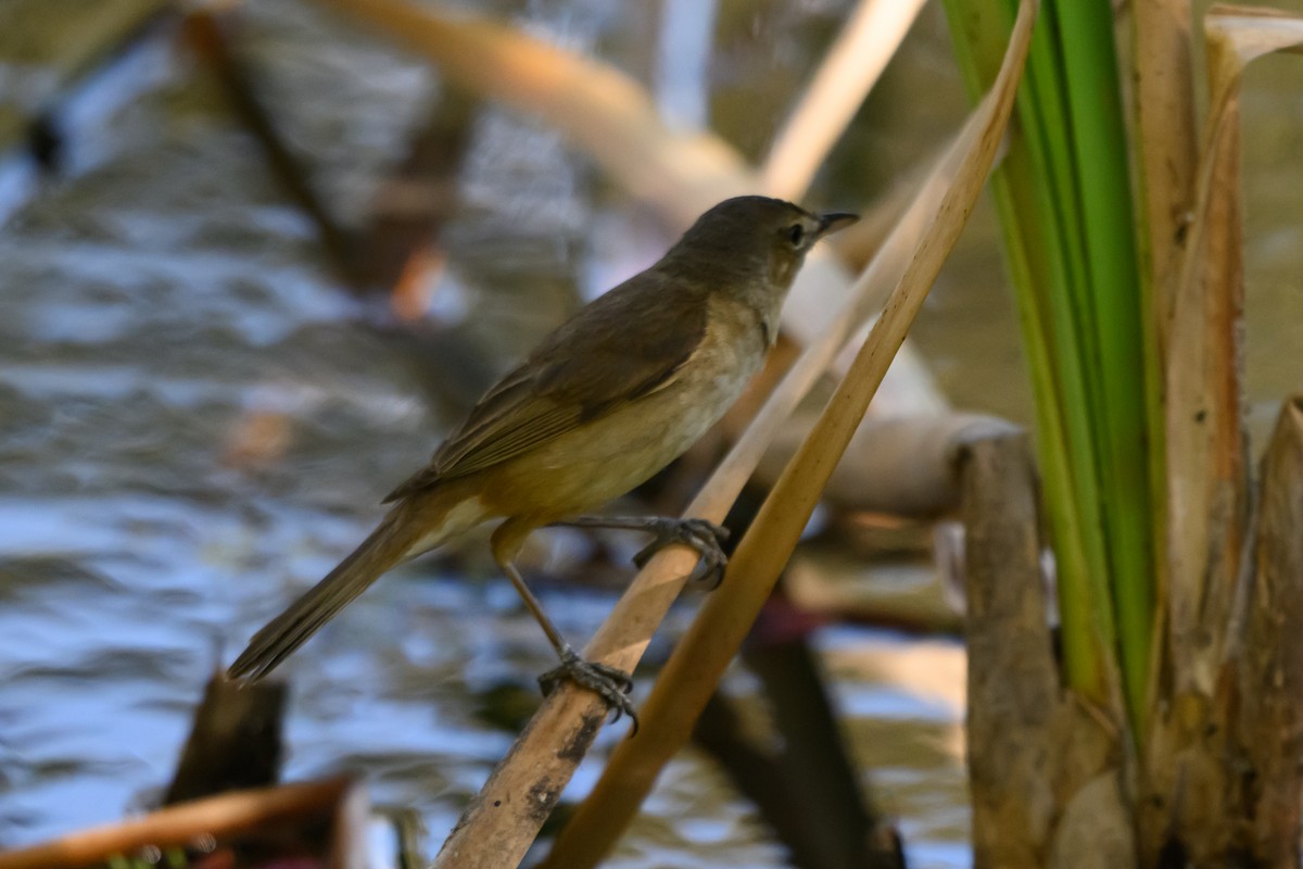 オーストラリアヨシキリ - ML646928439