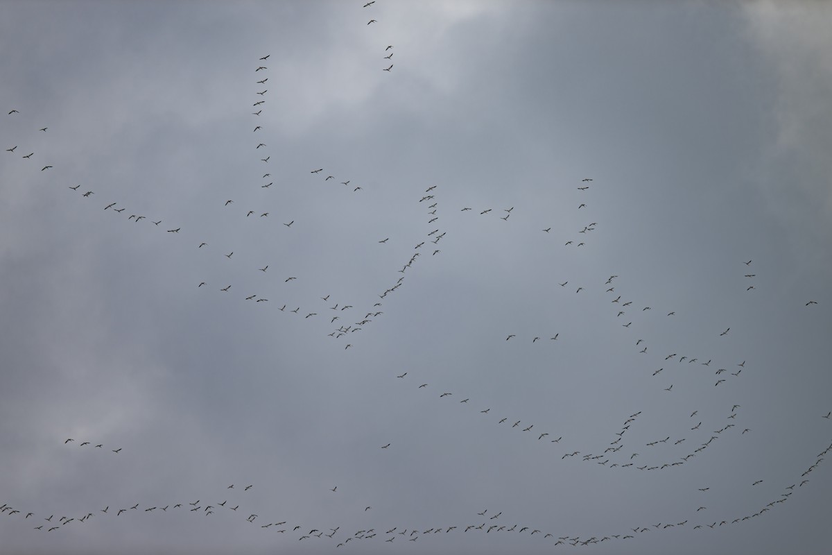 husa sněžní - ML646928442