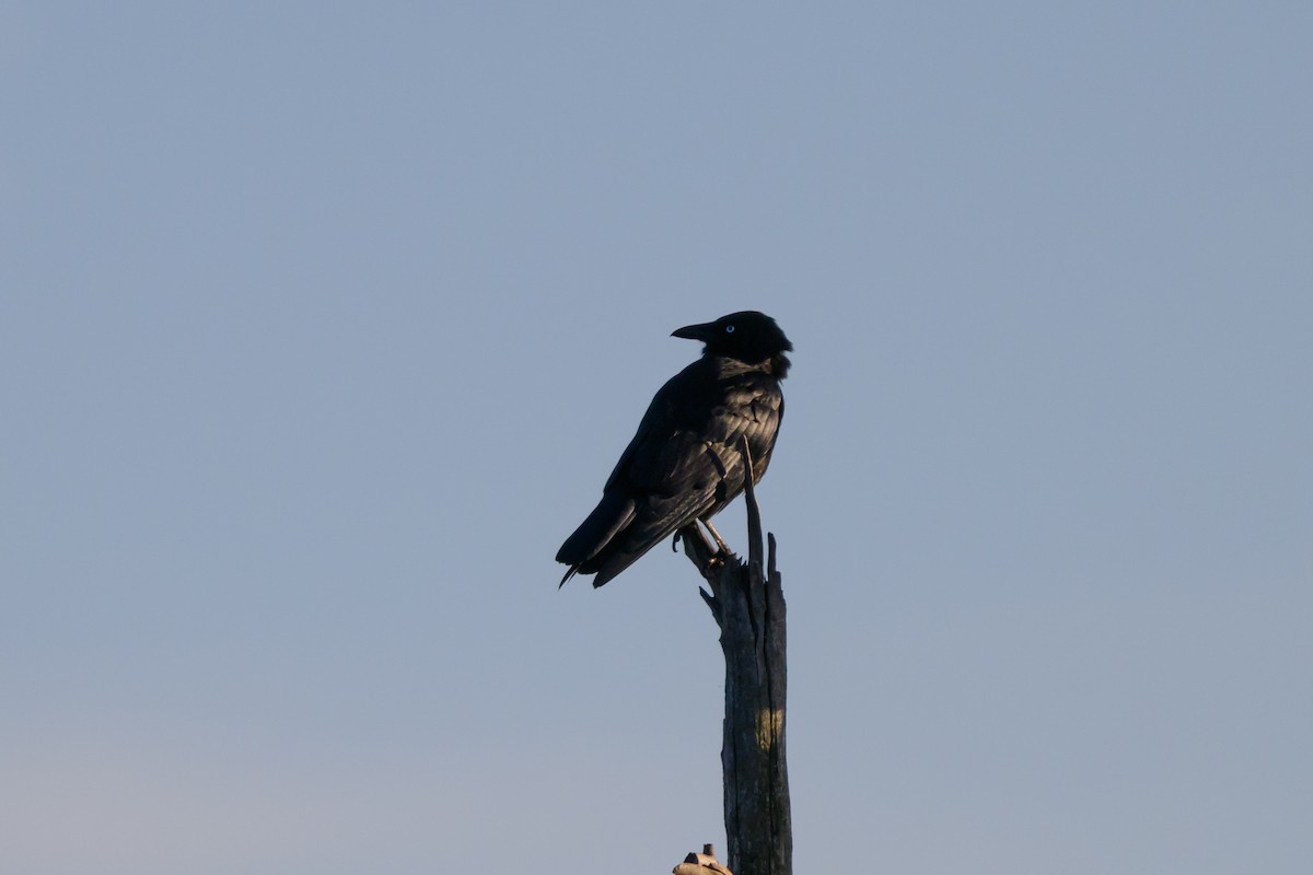 ミナミワタリガラス - ML646928465