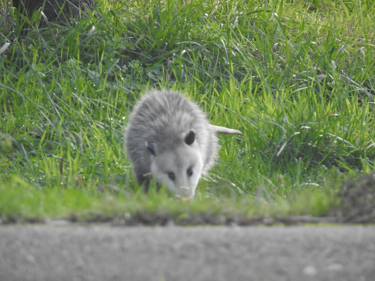 Virginia Opossum - ML646928473