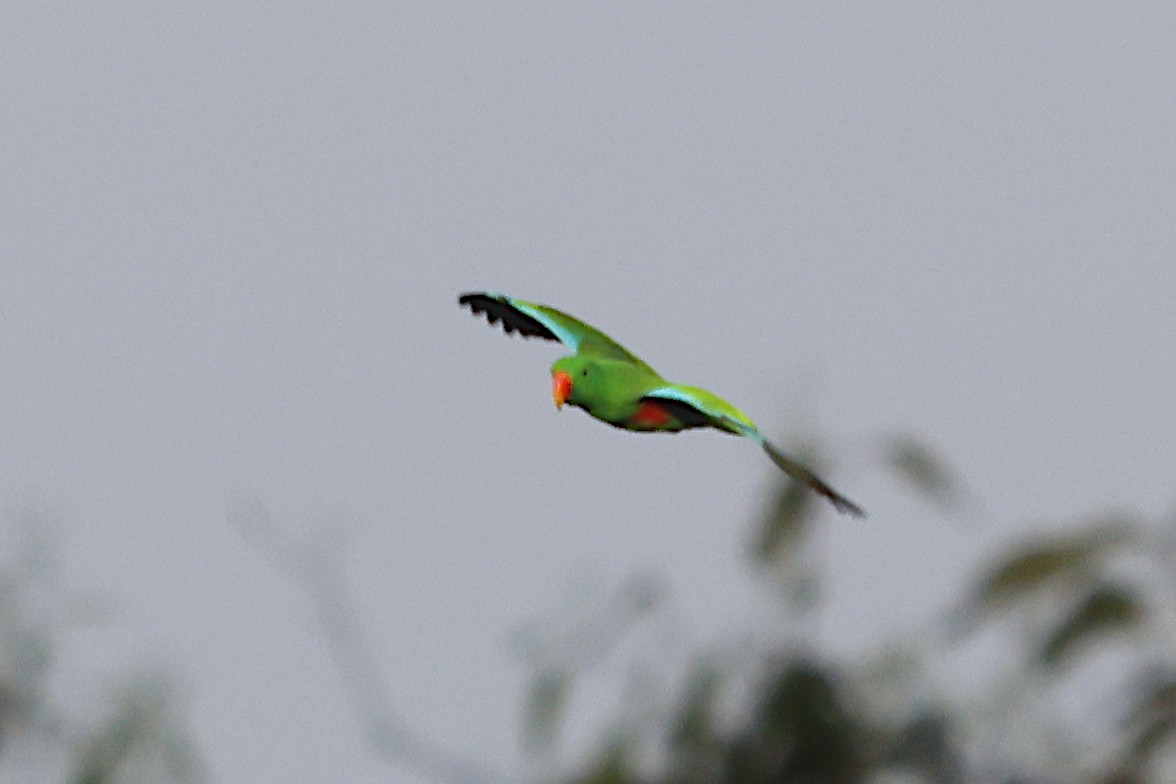 Papuan Eclectus - ML646928476